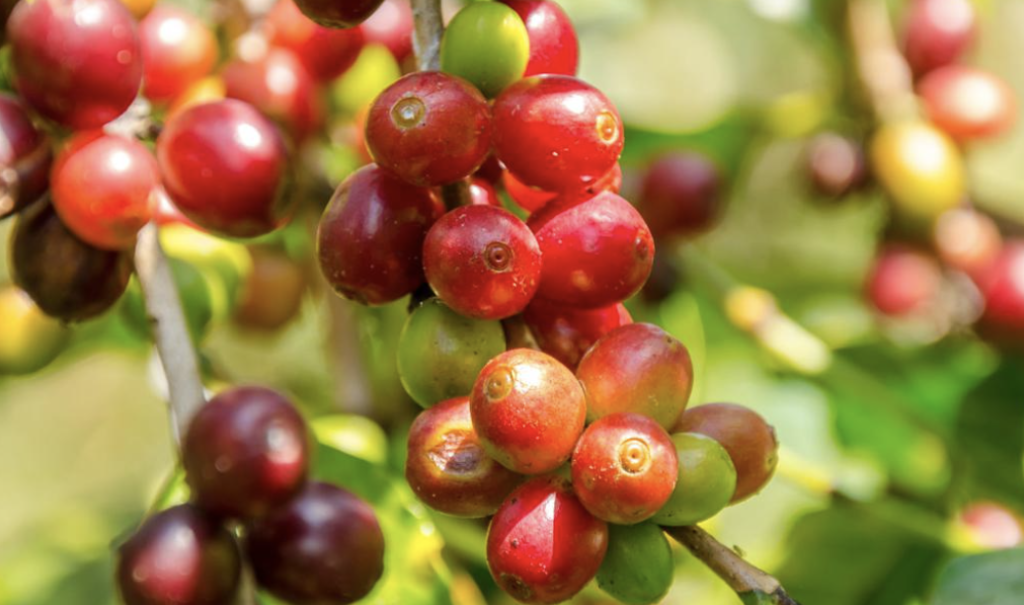 Ripe red and green coffee cherries growing on a branch in a sunlit coffee plantation
