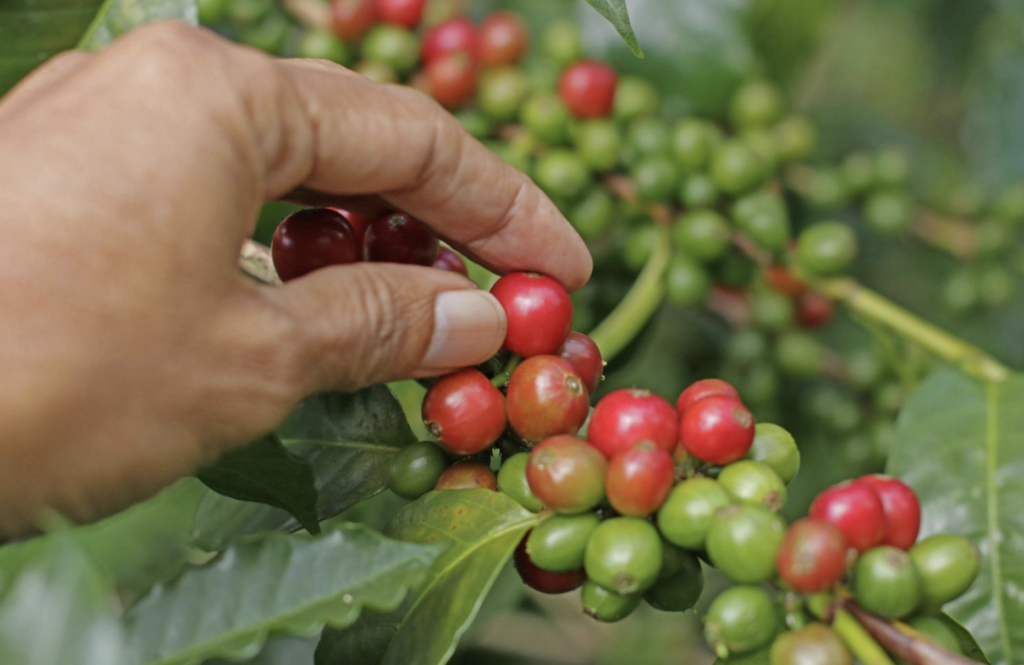 Hand picking ripe red coffee cherries from a branch among green unripe cherries on a coffee plant