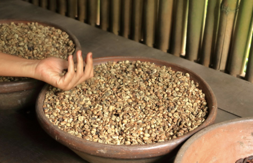 Hand sorting green coffee beans in a traditional tray during post-harvest processing