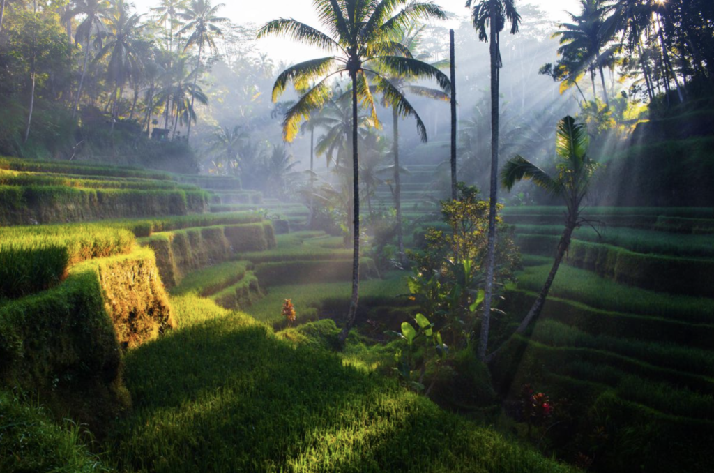 Lush green rice terraces in Bali with palm trees and morning sunlight filtering through the mist 