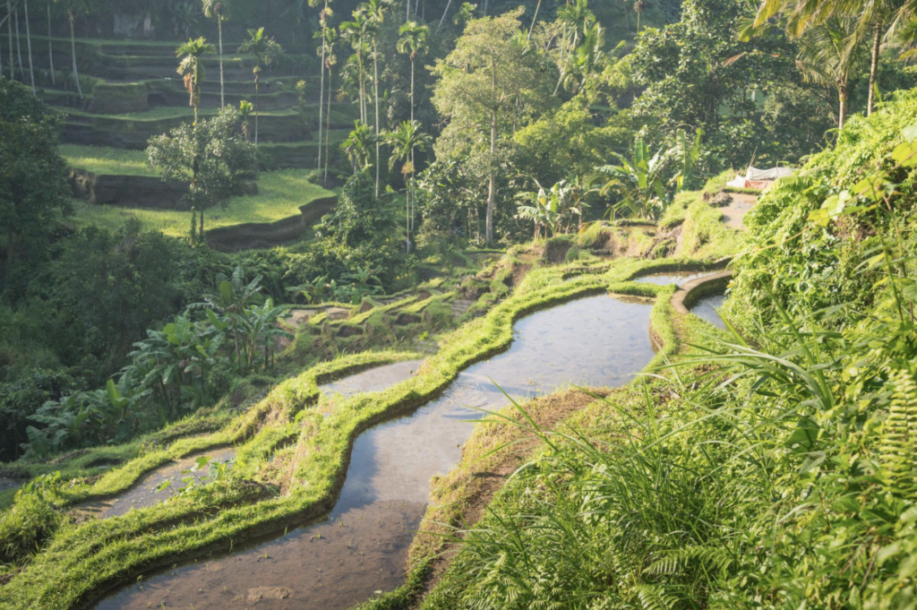 Curved rice terraces filled with water in Bali surrounded by lush tropical greenery and palm trees 