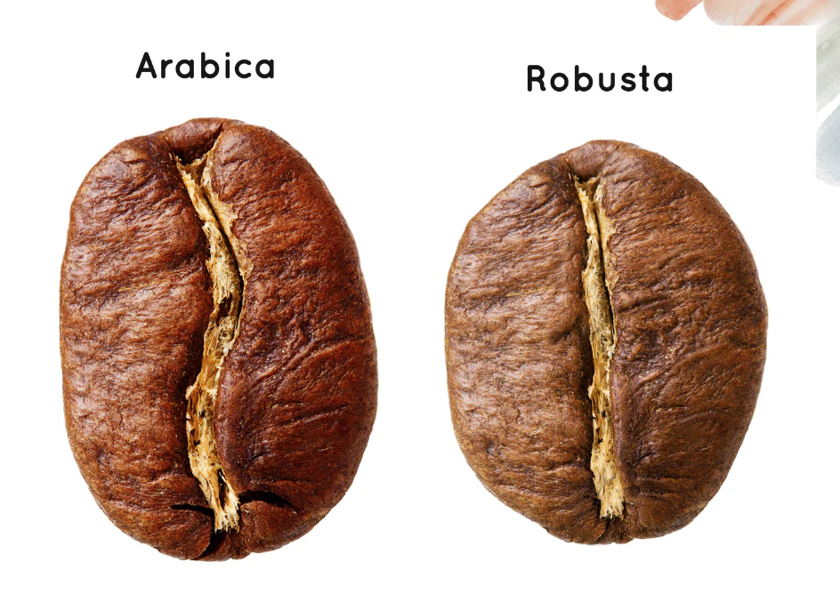 Arabica vs Robusta Coffee: Understanding the Real Difference