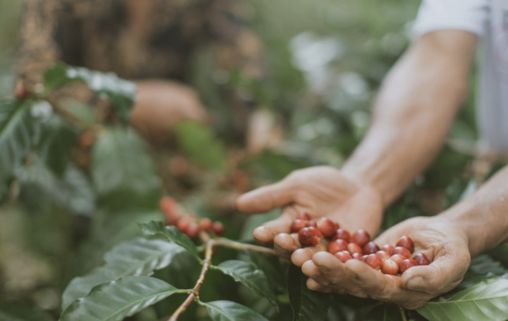 Kintamani Coffee: Origin, Flavor, and Culture